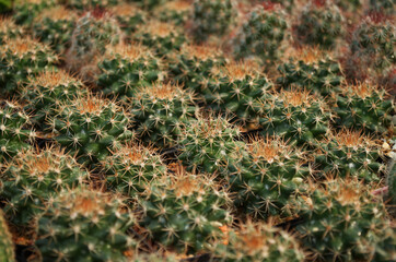 baby cactus in pot with daylight and blur