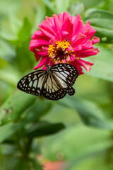 Flowers daisies in summer spring meadow on background blue sky with white clouds, flying orange butterfly, wide format. Summer natural idyllic pastoral landscape, copy space.