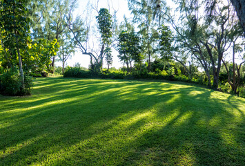 Fototapeta na wymiar Green grass lawn in tropical park Mauritius island, idyllic peaceful summer landscape, amazing exotic nature, sunlight, relaxation, tranquility, vacation.