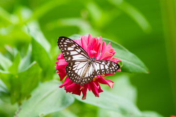 Flowers daisies in summer spring meadow on background blue sky with white clouds, flying orange butterfly, wide format. Summer natural idyllic pastoral landscape, copy space.