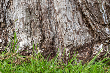 bottom of the tree trunk with rough and cracked bark covered with green grasses in the park