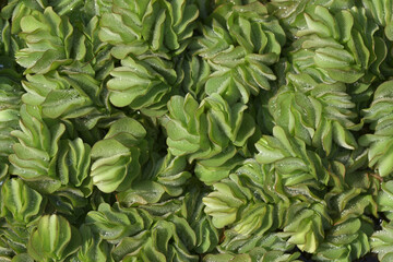 オオサンショウモ　葉模様