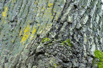texture background of cracked tree trunk surface with a thin layer of green moss.