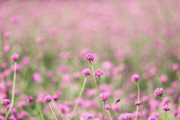 field of pink flowers