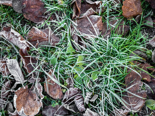 Frozen fallen leaves on grass