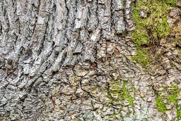 background texture of tree trunk surface with cracked bark decorated with  fluffy green mosses here and there