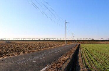 Fototapeta na wymiar 河川に続く道　田舎の冬　麦畑　風景