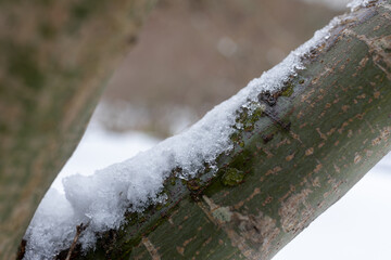 Snow on a leafless tree branch
