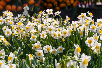 Fototapeta premium narcissus blooming for chinese new year