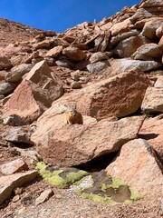 Red rock canyon in Andes. Viscacha furry mountain rodent with long tail lives in Andes mountains. Vizcacha lagidium similar to chinchillas and rabbits.