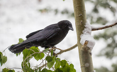 black raven bird in snowy tree