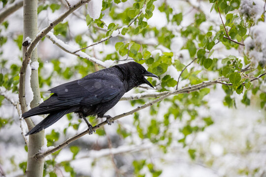 black raven bird in snowy tree