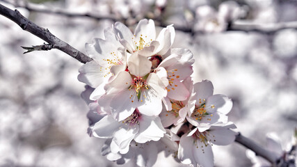 Pink and white almond flowers