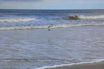 seagull on the beach