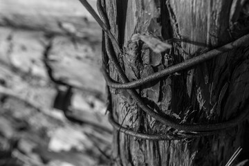 Fence stakes and rusted wires