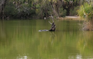 Gator Sighting