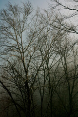 Foggy tree line