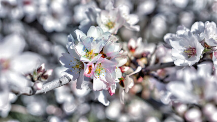 Colourful almond flowers