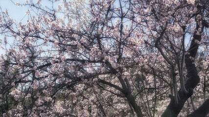 Pink almond tree