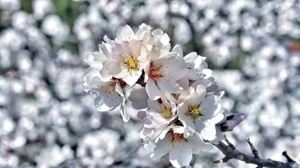 Brunch of almond tree