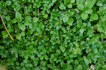 Small green leaves texture background with beautiful pattern. Clean environment. Ornamental plant in the garden. Eco wall. Organic natural background. Many leaves reduce dust in air. Tropical forest.