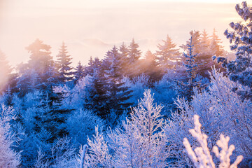 Snow-covered Christmas trees stand on top of a winter mountain during sunset. Beautiful winter landscape.