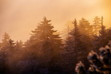 The sun breaks through the fog at the top of a winter mountain. Snow-covered Christmas trees stand on top of a winter mountain during sunset. Beautiful winter landscape.