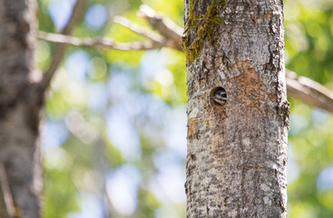 male hairy woodpecker feeding young in nest