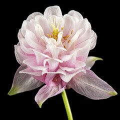 Fototapeta premium Pink flower of aquilegia, blossom of catchment closeup, isolated on black background