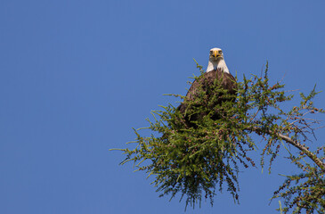 American bald eagle perch in evergreen tree top