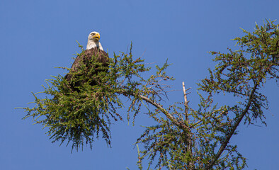 American bald eagle perch in evergreen tree top