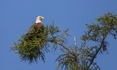 American bald eagle perch in evergreen tree top