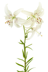 White flower of lily, isolated on white background