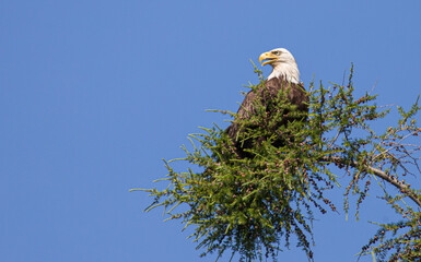 American bald eagle perch in evergreen tree top