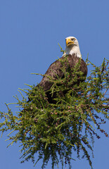 American bald eagle perch in evergreen tree top