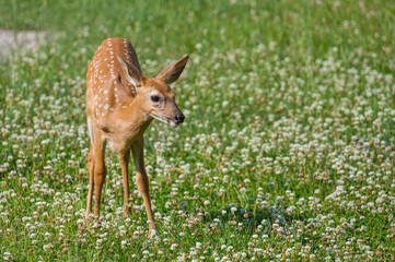 spotted spring fawn in wildflower field