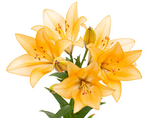 Fototapeta premium Yellow-orange lily flower, isolated on white background