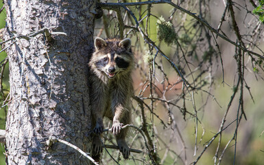 mother raccoon hiding in evergreen tree top