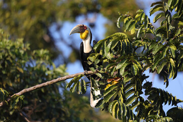 Hornbill is very big beak and big size of birds, hornbill live in rain forest with the big of trees. bird of Thailand.