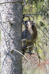mother raccoon hiding in evergreen tree top