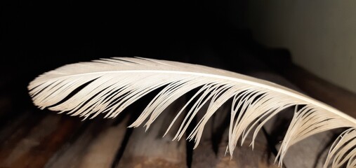 feather on book
