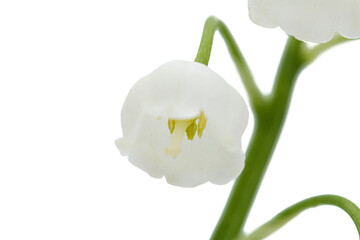 White flowers of lily of the valley, lat. Convallaria majalis, isolated on white background