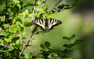 Fototapeta premium tiger swallowtail butterfly on bush
