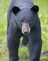 Fototapeta premium black bear approaching camera 