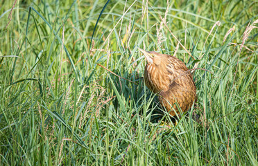 American bittern fishing from shore