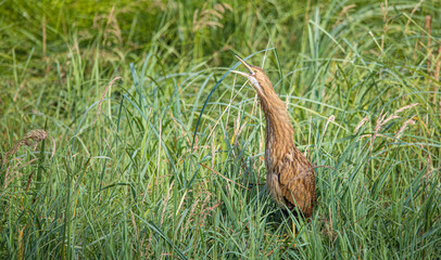 American bittern fishing from shore