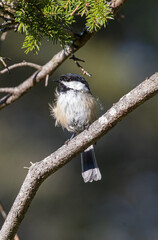 Cute chickadee on tree branch
