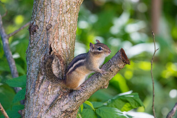 cute chipmunk in tree top