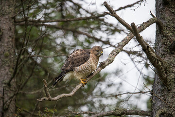 Cooper's hawk hunting from tree