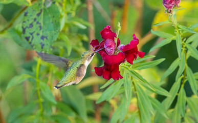 ruby throated hummingbird in forest